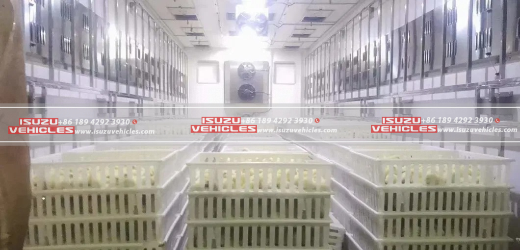 ISUZU Hatched Chicken Transport Van Truck in Tank ISUZU Hatched Chicken Transport Van Truck in Tank